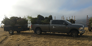 Tree-pick-up-2